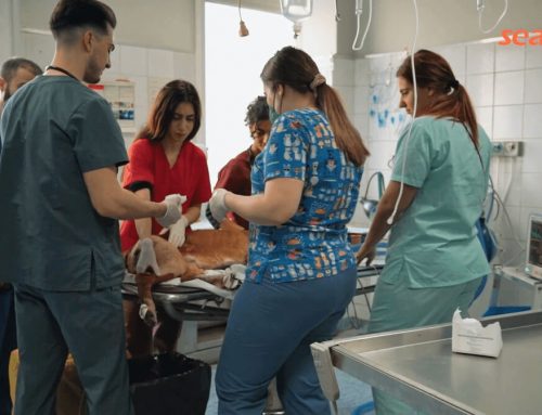 How does SMT-120VP Vet Chemistry Analyzer help Greece’s Health Sciences University?
